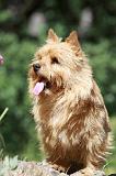 NORWICH TERRIER 075